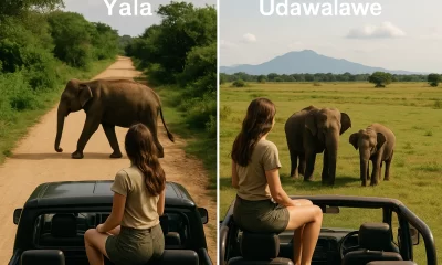 Sri Lanka Safari Showdown: Yala vs. Udawalawe—Which Park Should You Actually Visit?